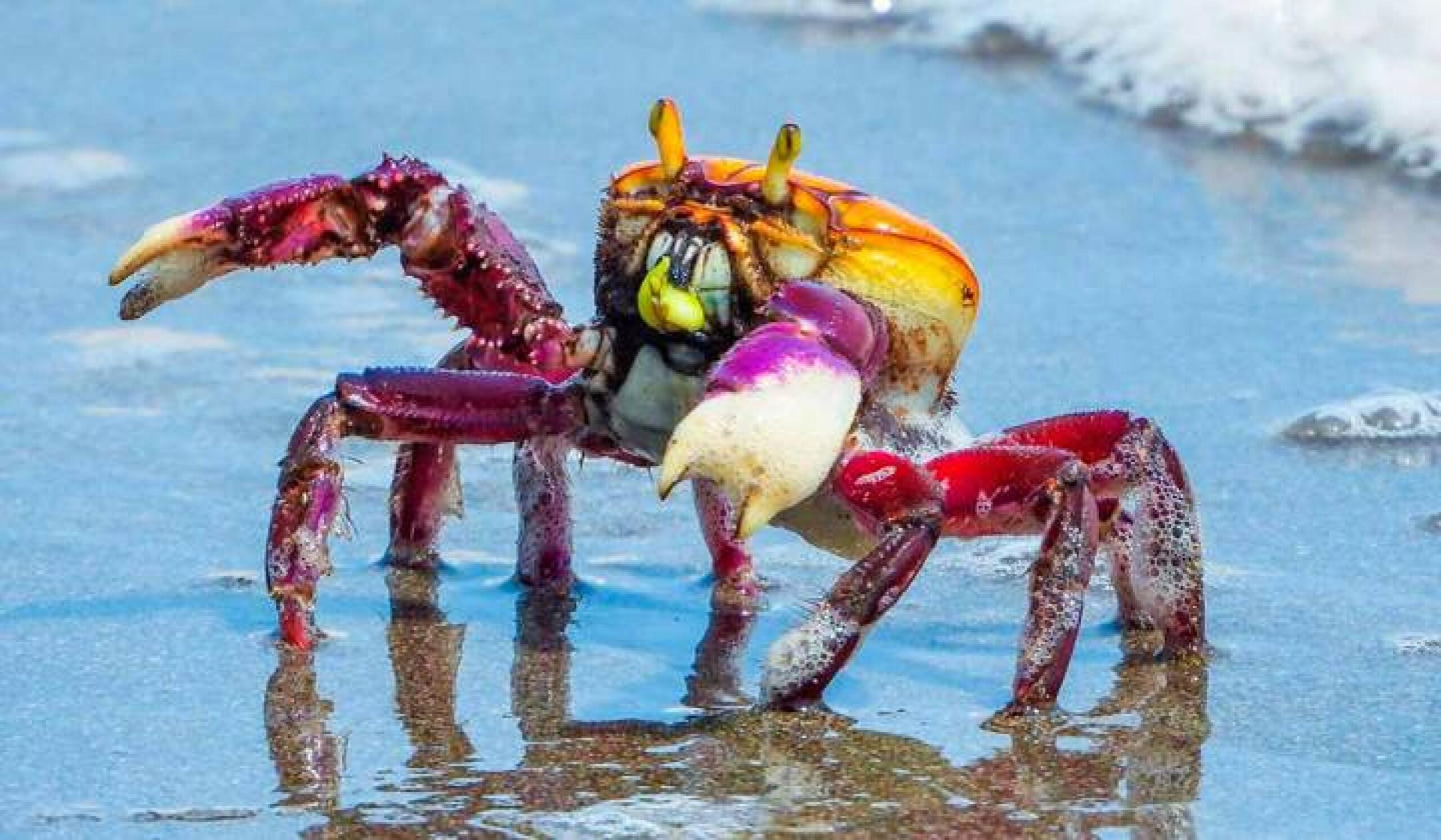 Calendário de defeso do caranguejo-uçá no Piauí começa dia 18 de janeiro