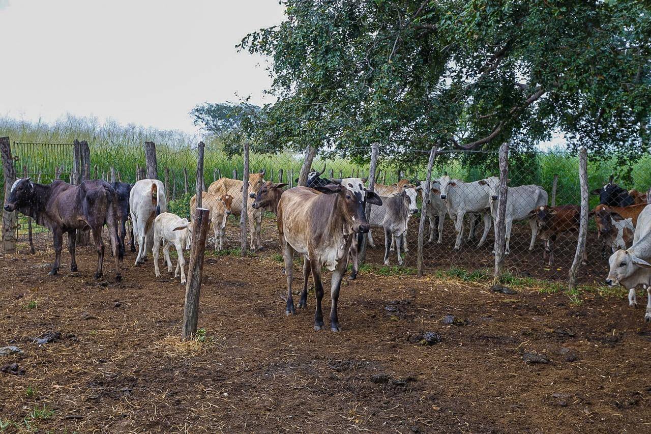 Piauí + Genética pretende dobrar o número de inseminações em 2026; meta é alcançar 50 mil procedimentos
