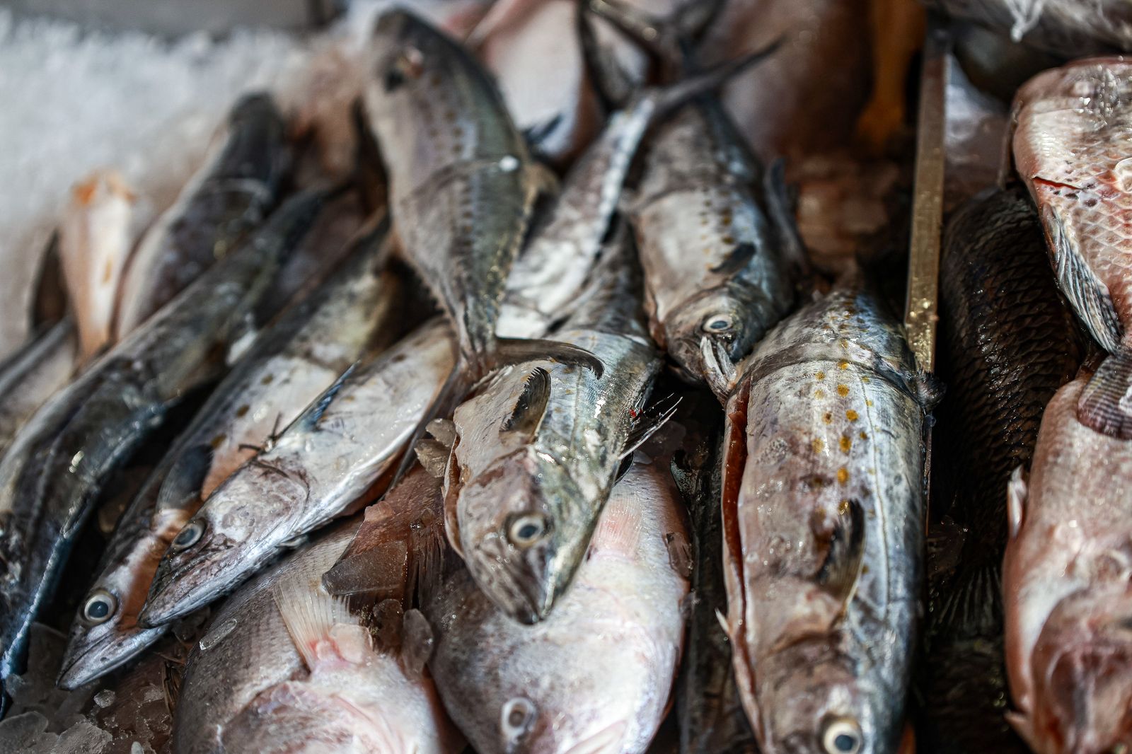 Movimento cresce no Mercado do Peixe durante a quaresma; confira os preços dos pescados mais vendidos