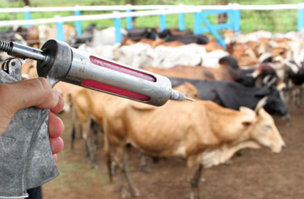 Adapi investiga mortes de animais no Piauí após uso de vacina contra clostridioses