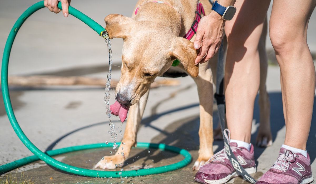 Calor excessivo em Teresina exige cuidados redobrados com os pets