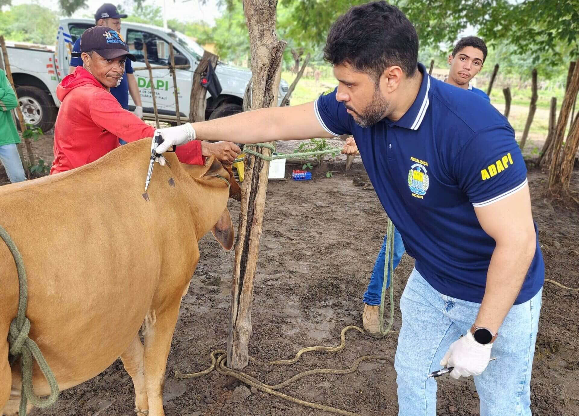 Maior investigação sanitária confirma baixo risco de doenças no rebanho bovino do Piauí