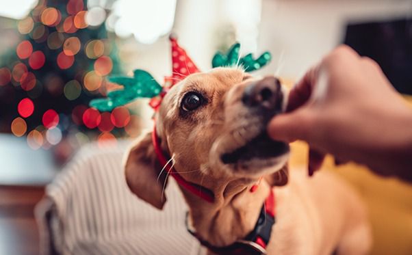 Pets e as festas de fim de ano: Como minimizar riscos e proteger os bichinhos
