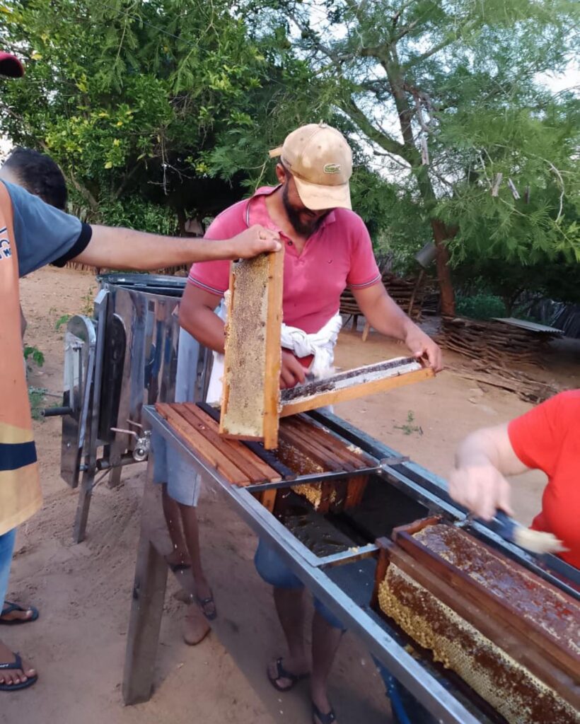 Produtores rurais comemoram bons resultados na produção de mel em Oeiras