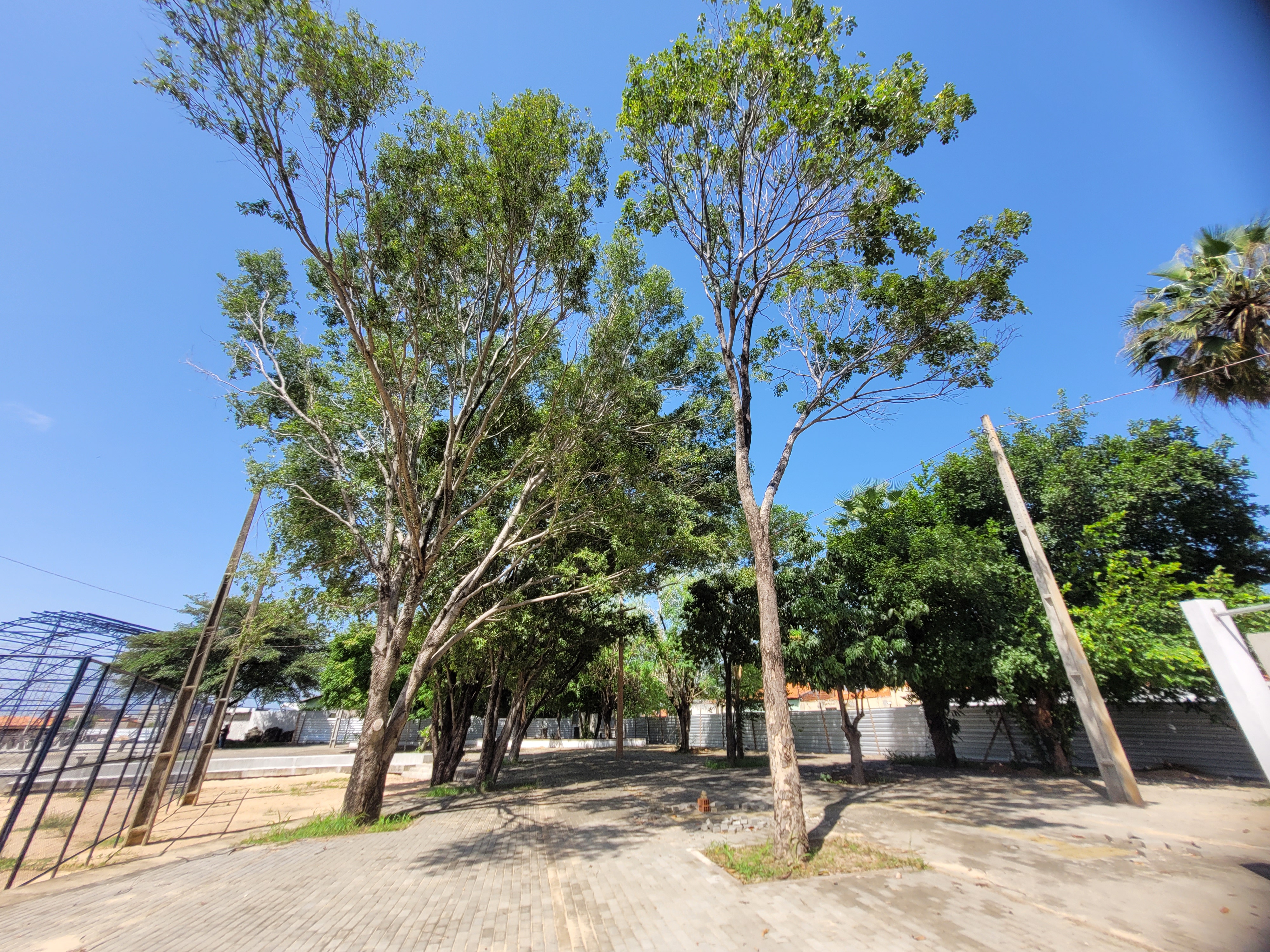 Viver+Teresina preserva espécies nativas e promove aumento da cobertura vegetal da cidade