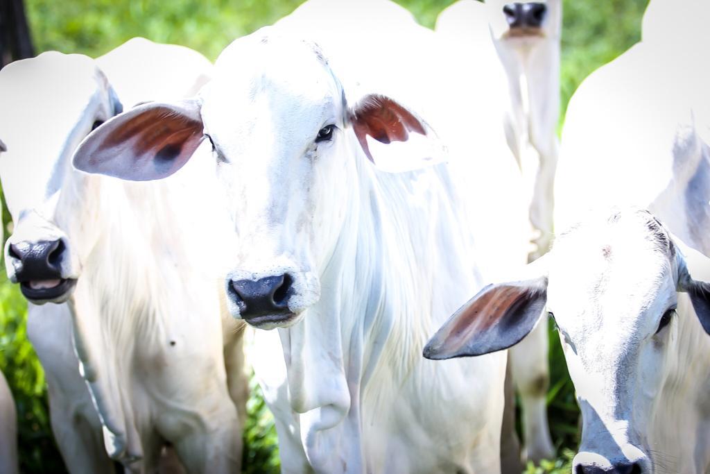 ExpoCorrente: leilões de animais irão movimentar mais de R$ 3 milhões