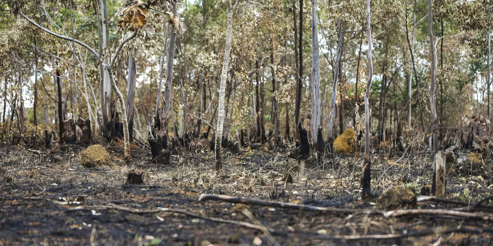 Combate ao desmatamento no Cerrado exige plano específico, alerta WWF