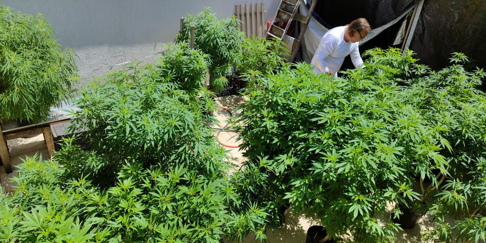 Lei federal pode melhorar acesso à cannabis medicinal