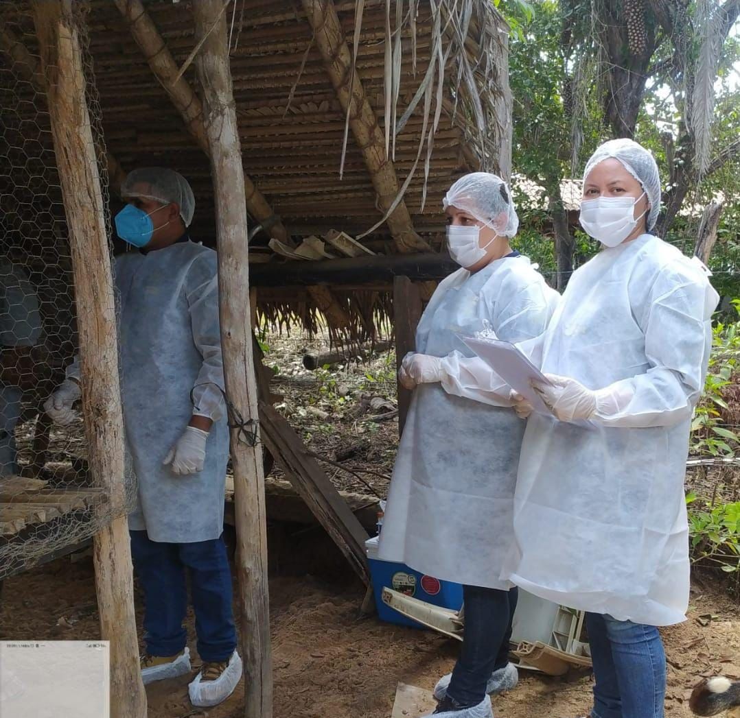 Descartado 1º caso de gripe aviária no Piauí