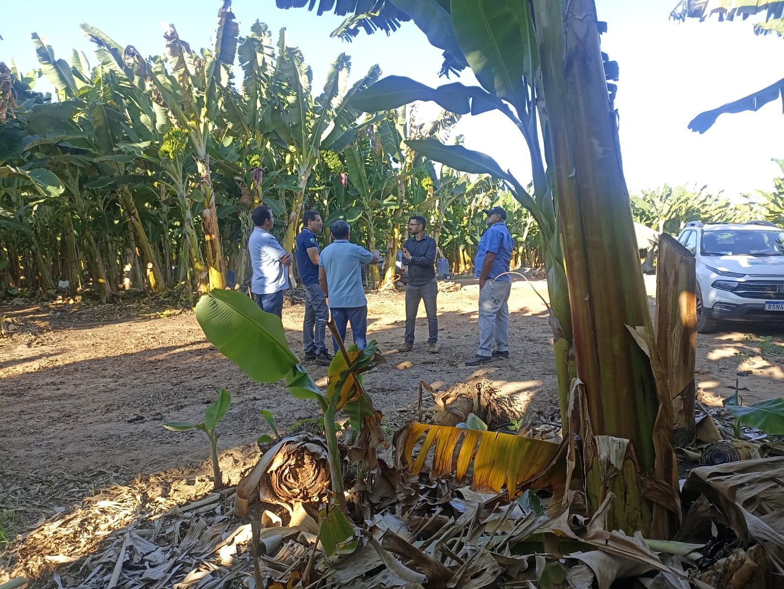 Adapi identifica foco da praga sigatoka negra em lavoura de banana em Guadalupe e Porto Alegre do Piauí