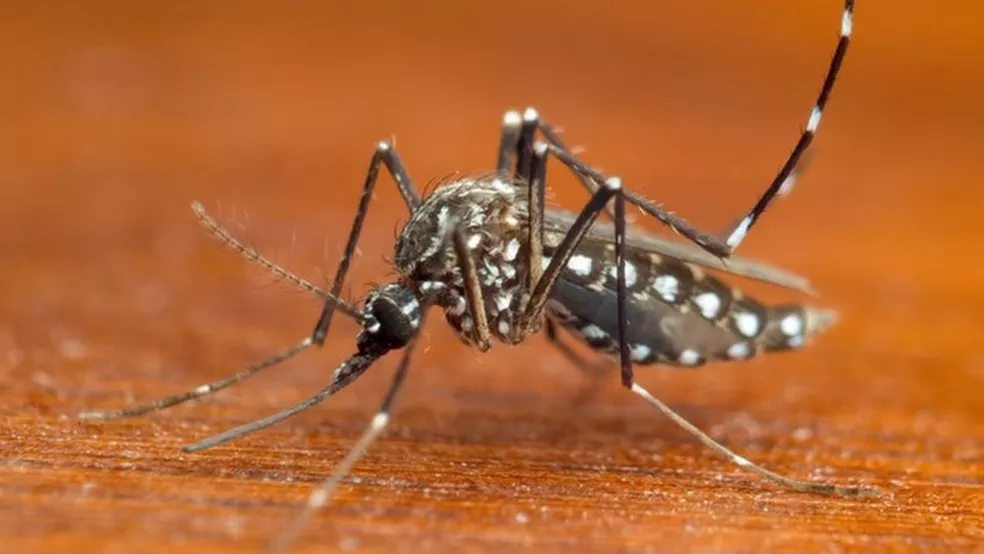 PI registra aumento de 610% no número de casos de dengue em relação a 2021