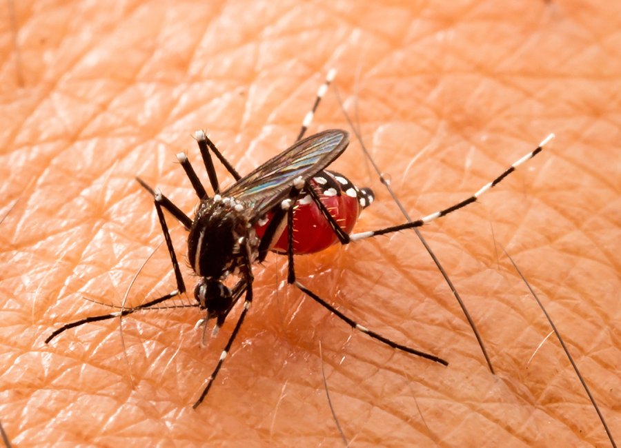 Piauí registra aumento de 765% nos casos notificados de dengue e 5.417% em chikungunya