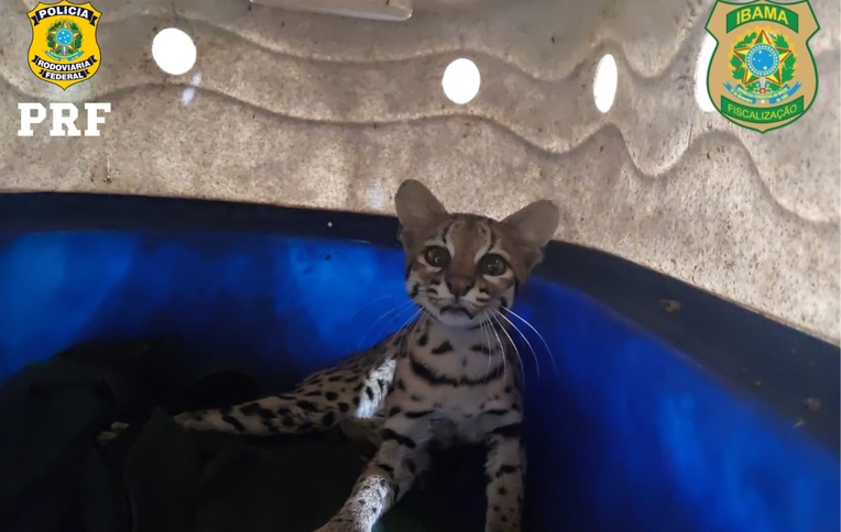 Gato-maracajá é atropelado e polícia faz resgate na BR 343 em Parnaíba