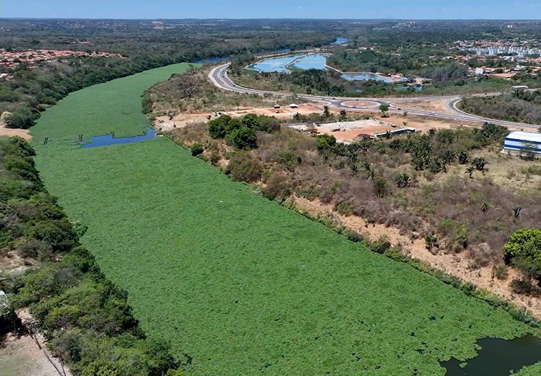 Excesso de aguapés cobre trecho do Rio Poti e preocupa por impacto ambiental