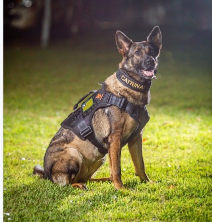 Morre primeira cadela policial da Polícia Civil do Piauí, K9 Catrina